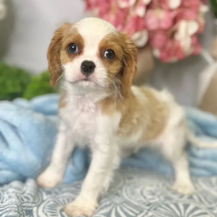 Male Cavalier King Charles Spaniel puppy for sale at Shake A Paw Green Brook.