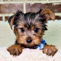 car_main_img_/media/ap_media/pets/IIKEOYPNZBXS21006.webp.250x250_q85.webp