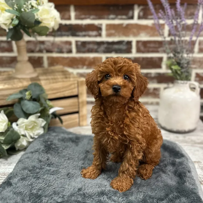Male Cavapoo puppy for sale at Shake A Paw Union.