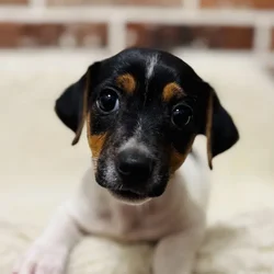 car_main_img_/media/ap_media/pets/ILNURJOYGEHO21907.webp.250x250_q85.webp