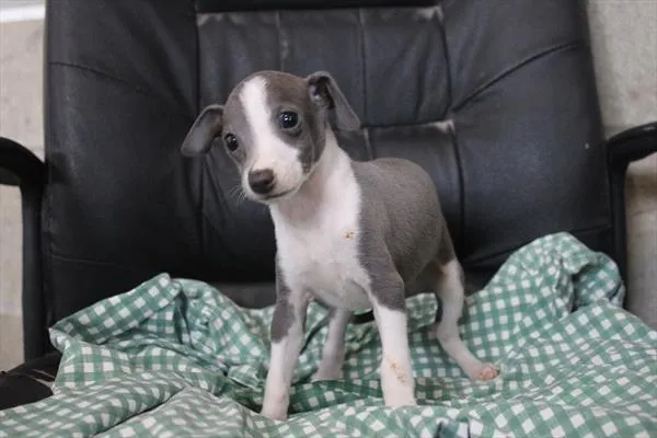 Male Italian Greyhound puppy for sale at Shake A Paw Green Brook.
