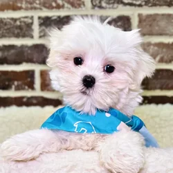 car_main_img_/media/ap_media/pets/IMIMGNTCONCT21219.webp.250x250_q85.webp