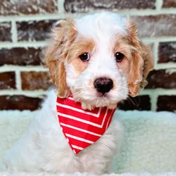 car_main_img_/media/ap_media/pets/INEYSMSRJXDG22722.webp.250x250_q85.webp
