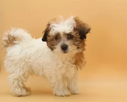 car_main_img_/media/ap_media/pets/IQKOGJFGWSWG23413.webp.250x250_q85.webp