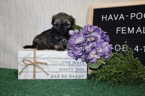 Female Havanese / Poodle puppy for sale at Shake A Paw Union.