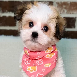Female Havanese puppy for sale at Shake A Paw Union.