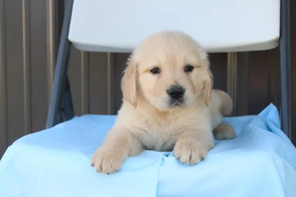 Female Golden Retriever puppy for sale at Shake A Paw Union.