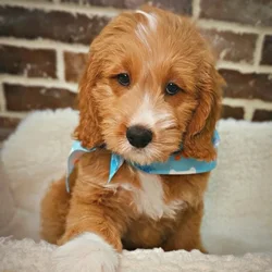 Male Mini Goldendoodle puppy for sale at Shake A Paw Union.