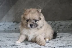 car_main_img_/media/ap_media/pets/IUZRNBVOWFUJ40027.webp.250x250_q85.webp
