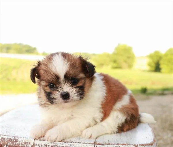 Female Shih Tzu / Pomeranian puppy for sale at Shake A Paw Union.