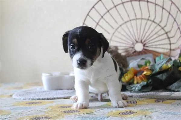 Male Jack Russell Terrier puppy for sale at Shake A Paw Union.