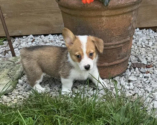 Female Pembroke Welsh Corgi puppy for sale at Shake A Paw Union.