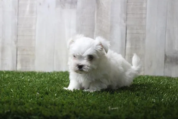 Female Maltese puppy for sale at Shake A Paw Union.