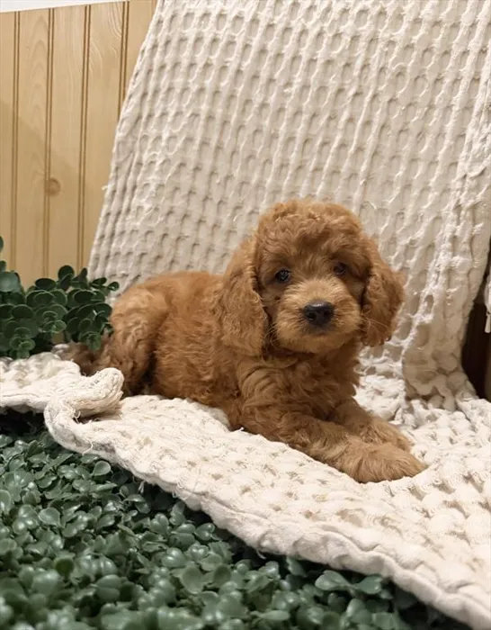Male Mini Goldendoodle 2Nd Gen puppy for sale at Shake A Paw Union.