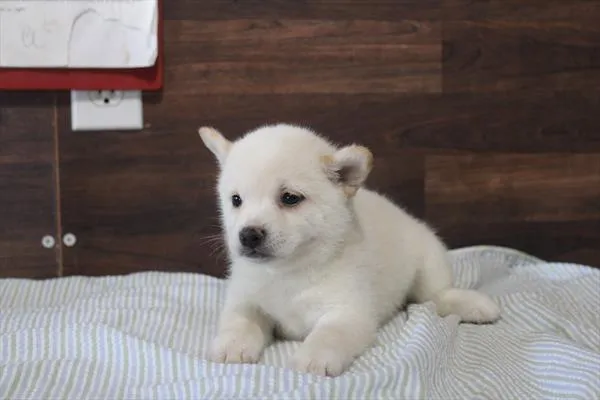 Male Shiba Inu puppy for sale at Shake A Paw Union.