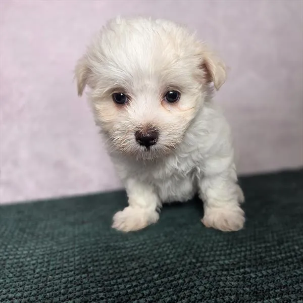 Female Maltese puppy for sale at Shake A Paw Union.
