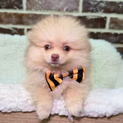 car_main_img_/media/ap_media/pets/JBUNLHVATXRK24000.webp.250x250_q85.webp