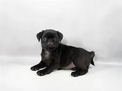 car_main_img_/media/ap_media/pets/JCTQYOPPTART23854.webp.250x250_q85.webp