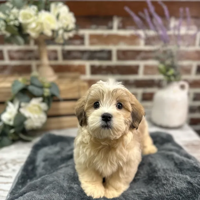 Female Havanese puppy for sale at Shake A Paw Union.
