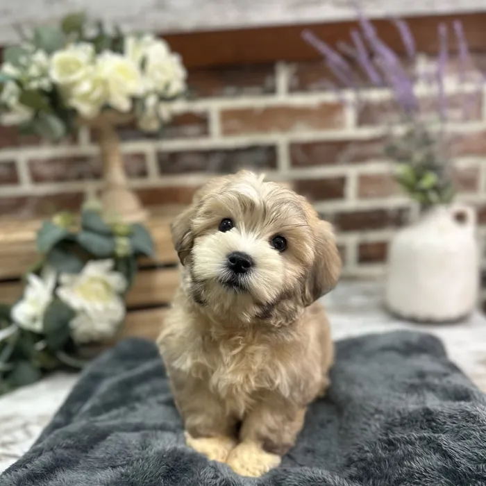 Male Havanese puppy for sale at Shake A Paw Union.