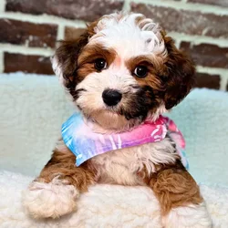 car_main_img_/media/ap_media/pets/JFBKPHYYXPJD21055.webp.250x250_q85.webp