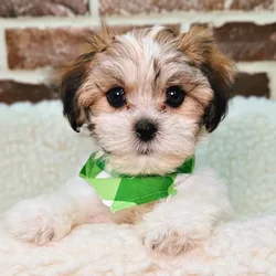 car_main_img_/media/ap_media/pets/JGBYGSMFHFYE19491.webp.250x250_q85.webp