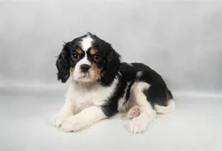 car_main_img_/media/ap_media/pets/JICFFLVQTTUR23259.webp.250x250_q85.webp
