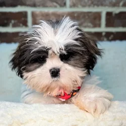 car_main_img_/media/ap_media/pets/JJCTSAMRTLJU23580.webp.250x250_q85.webp