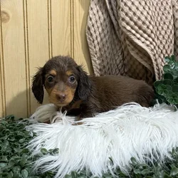 car_main_img_/media/ap_media/pets/JJFAKAFRTEIM19382.webp.250x250_q85.webp