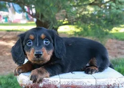 Male Dachshund puppy for sale at Shake A Paw Union.