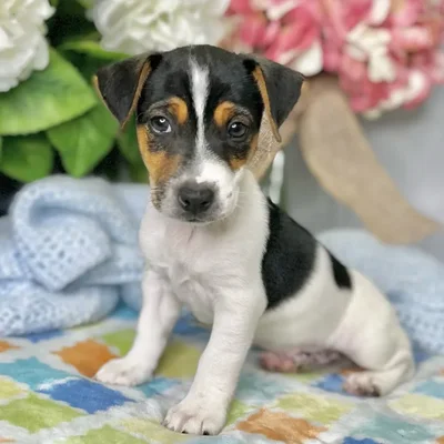 Male Jack Russell Terrier puppy for sale at Shake A Paw Green Brook.