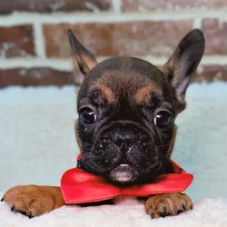 car_main_img_/media/ap_media/pets/JKBRZMTGHLAD23010.webp.250x250_q85.webp