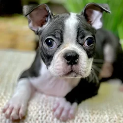 car_main_img_/media/ap_media/pets/JLGXYEJSLDEJ22238.webp.250x250_q85.webp