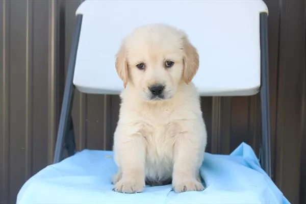 Male Golden Retriever puppy for sale at Shake A Paw Union.