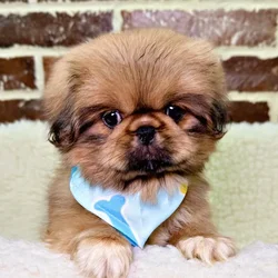 car_main_img_/media/ap_media/pets/JONAJGVRQSYG20465.webp.250x250_q85.webp