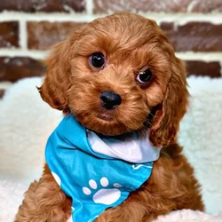 car_main_img_/media/ap_media/pets/JPWFVNUXPBLI21012.webp.250x250_q85.webp