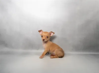 Male Chihuahua puppy for sale at Shake A Paw Green Brook.