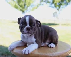 car_main_img_/media/ap_media/pets/JUVZMFKSRNJZ23002.webp.250x250_q85.webp