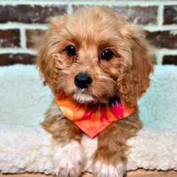 car_main_img_/media/ap_media/pets/JUZGUAYVDSYN23023.webp.250x250_q85.webp