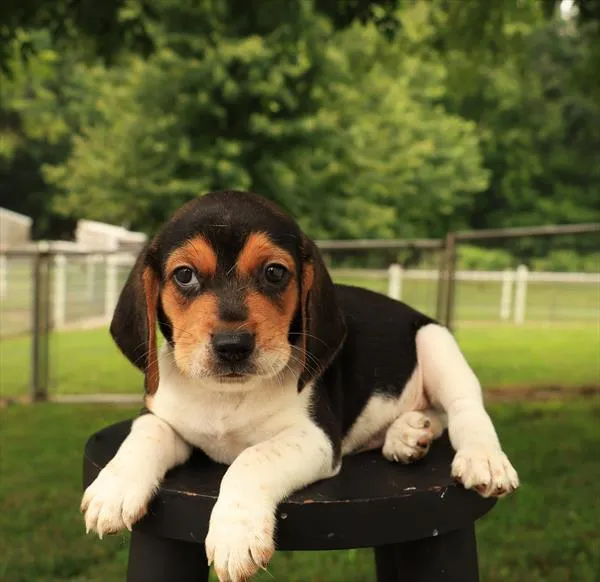 Male Beagle puppy for sale at Shake A Paw Union.