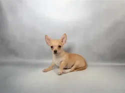 Female Chihuahua puppy for sale at Shake A Paw Green Brook.