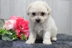 car_main_img_/media/ap_media/pets/KAGTFDXIPHST22825.webp.250x250_q85.webp