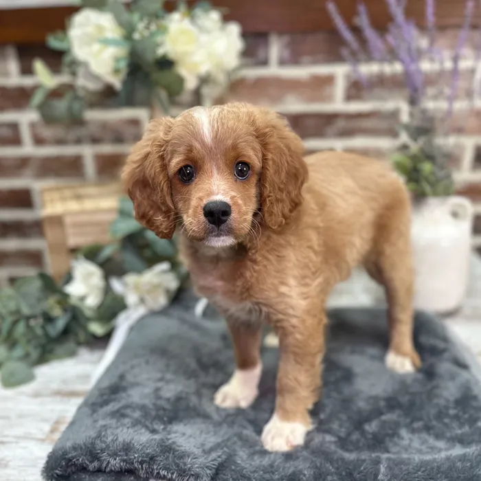 Male Cavapoo puppy for sale at Shake A Paw Union.