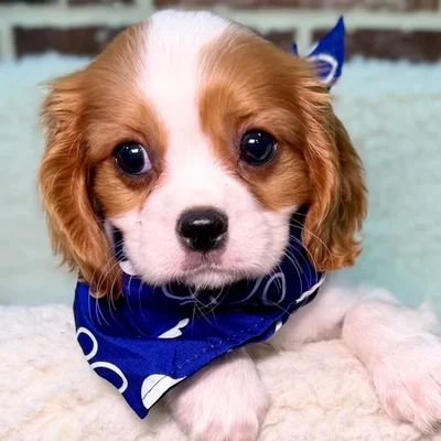 Male Cavalier King Charles Spaniel puppy for sale at Shake A Paw Union.