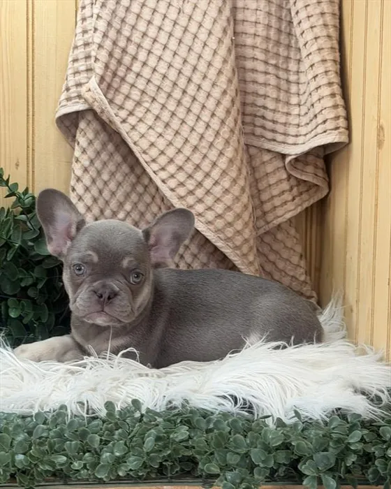Female French Bulldog puppy for sale at Shake A Paw Union.