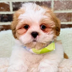 car_main_img_/media/ap_media/pets/KEVDGAKMQEZI19292.webp.250x250_q85.webp