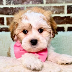 car_main_img_/media/ap_media/pets/KGIDOXHYPWJY20269.webp.250x250_q85.webp