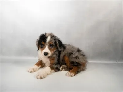 Female Toy Aussiedoodle puppy for sale at Shake A Paw Green Brook.