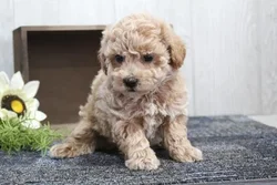 car_main_img_/media/ap_media/pets/KLEGNHUNPNLL23238.webp.250x250_q85.webp