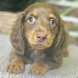 car_main_img_/media/ap_media/pets/KLKUWDXJVHYU21875.webp.250x250_q85.webp